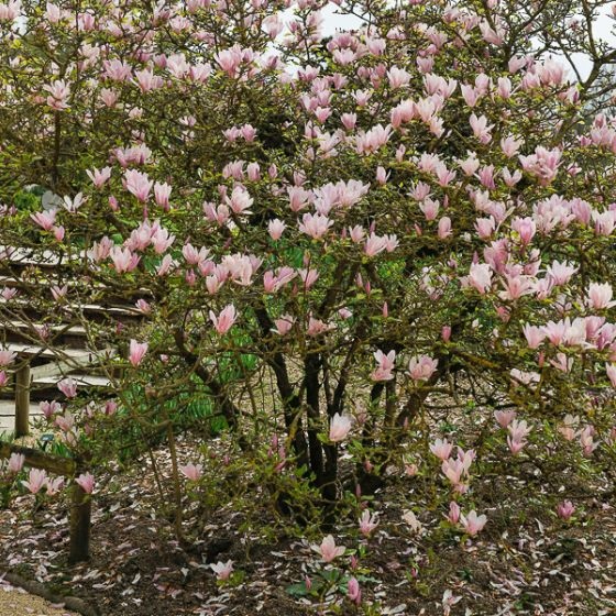 Magnolia 'George Henry Kern' 1 Magnolia 'George Henry Kern' 1