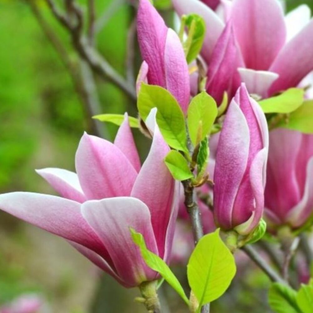 Magnolia ‘George Henry Kern’