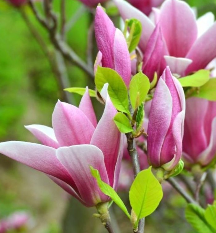 Magnolia 'George Henry Kern' Magnolia 'George Henry Kern'