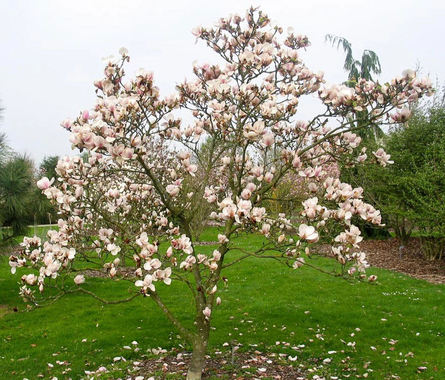Magnolia-'Pink-Goblet'-1 Magnolia-'Pink-Goblet'-1