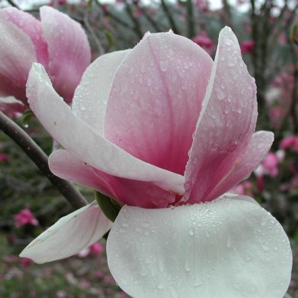 Magnolia ‘Pink Goblet’