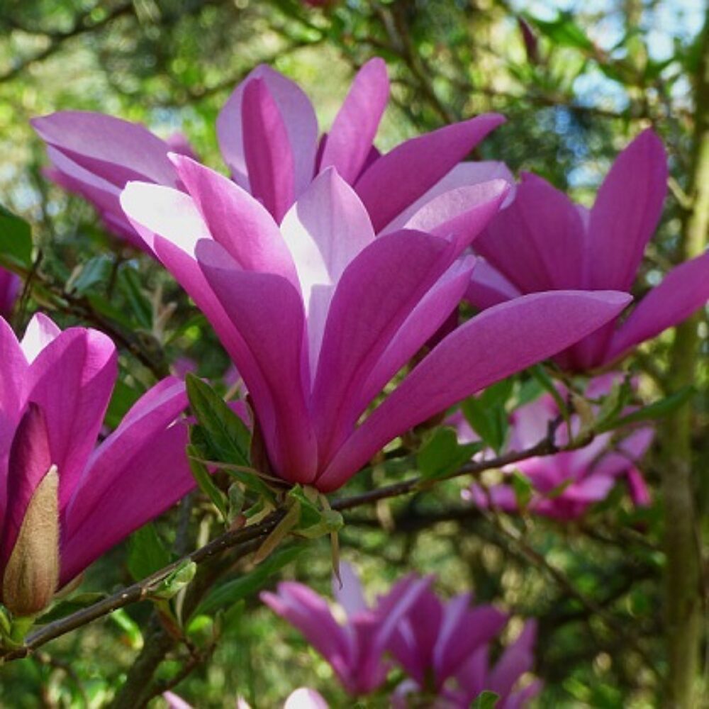 Magnolia ‘Randy’