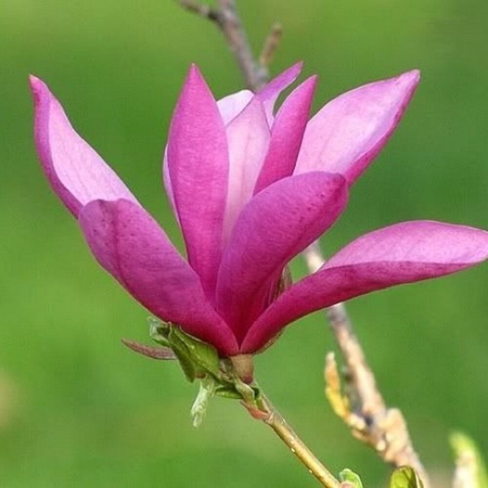 Magnolia ‘Ricki’