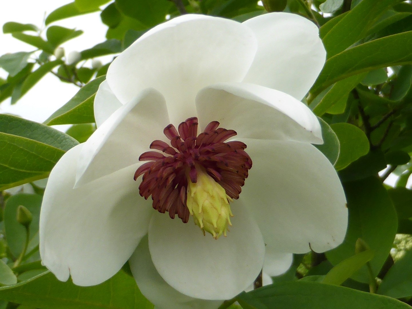 Magnolia 'Sieboldii' 0 Magnolia 'Sieboldii' 0