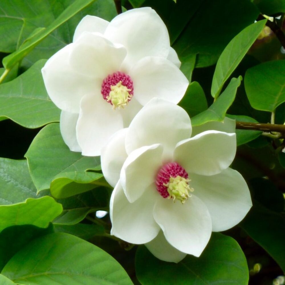 Magnolia ‘Sieboldii’