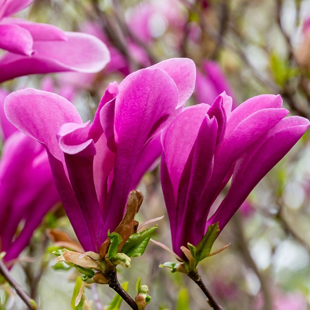 Magnolia ‘Susan’