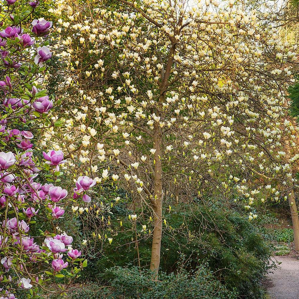 Magnolia 'Yellow Lantern' 1 Magnolia 'Yellow Lantern' 1