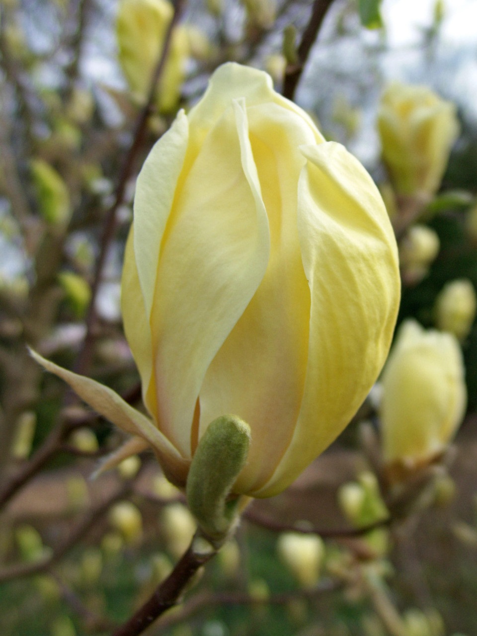 Magnolia 'Yellow Lantern' Magnolia 'Yellow Lantern'