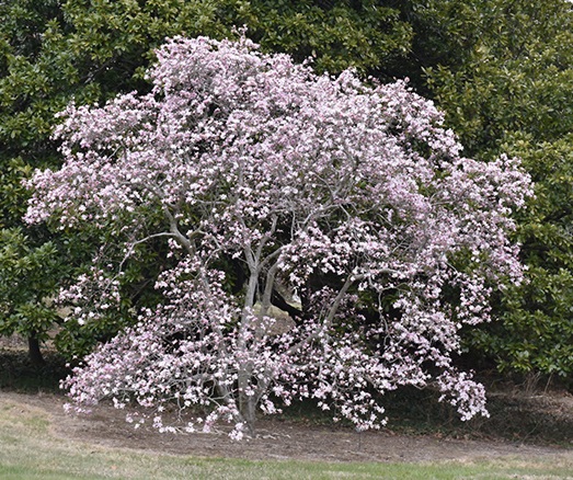 Magnolia loebneri 'Leonard Messel' 1 Magnolia loebneri 'Leonard Messel' 1