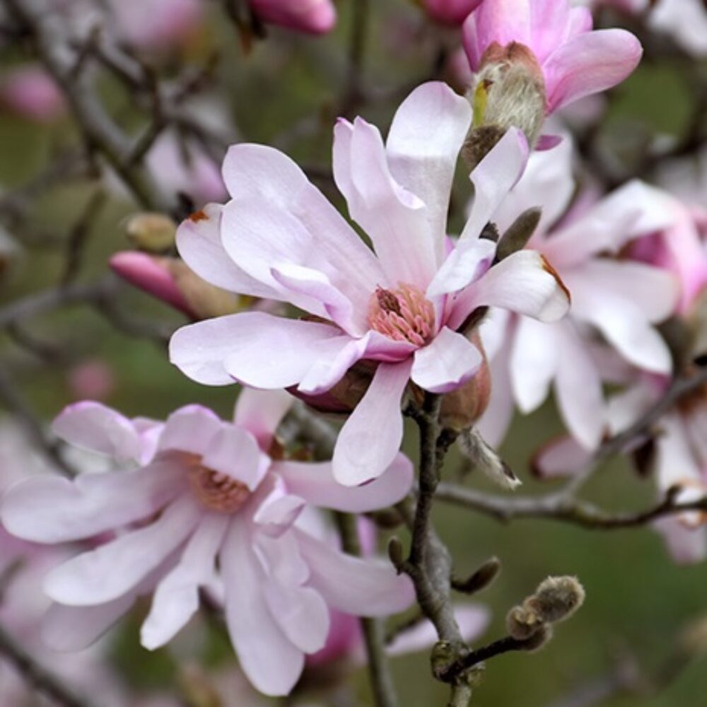 Magnolia loebneri ‘Leonard Messel’
