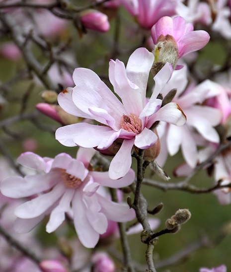 Magnolia loebneri 'Leonard Messel' Magnolia loebneri 'Leonard Messel'