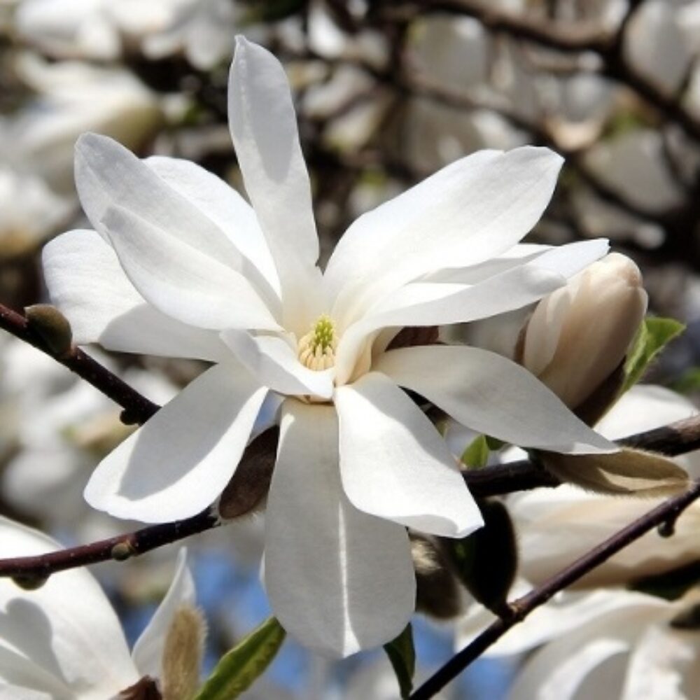 Magnolia loebneri ‘Merrill’ 0