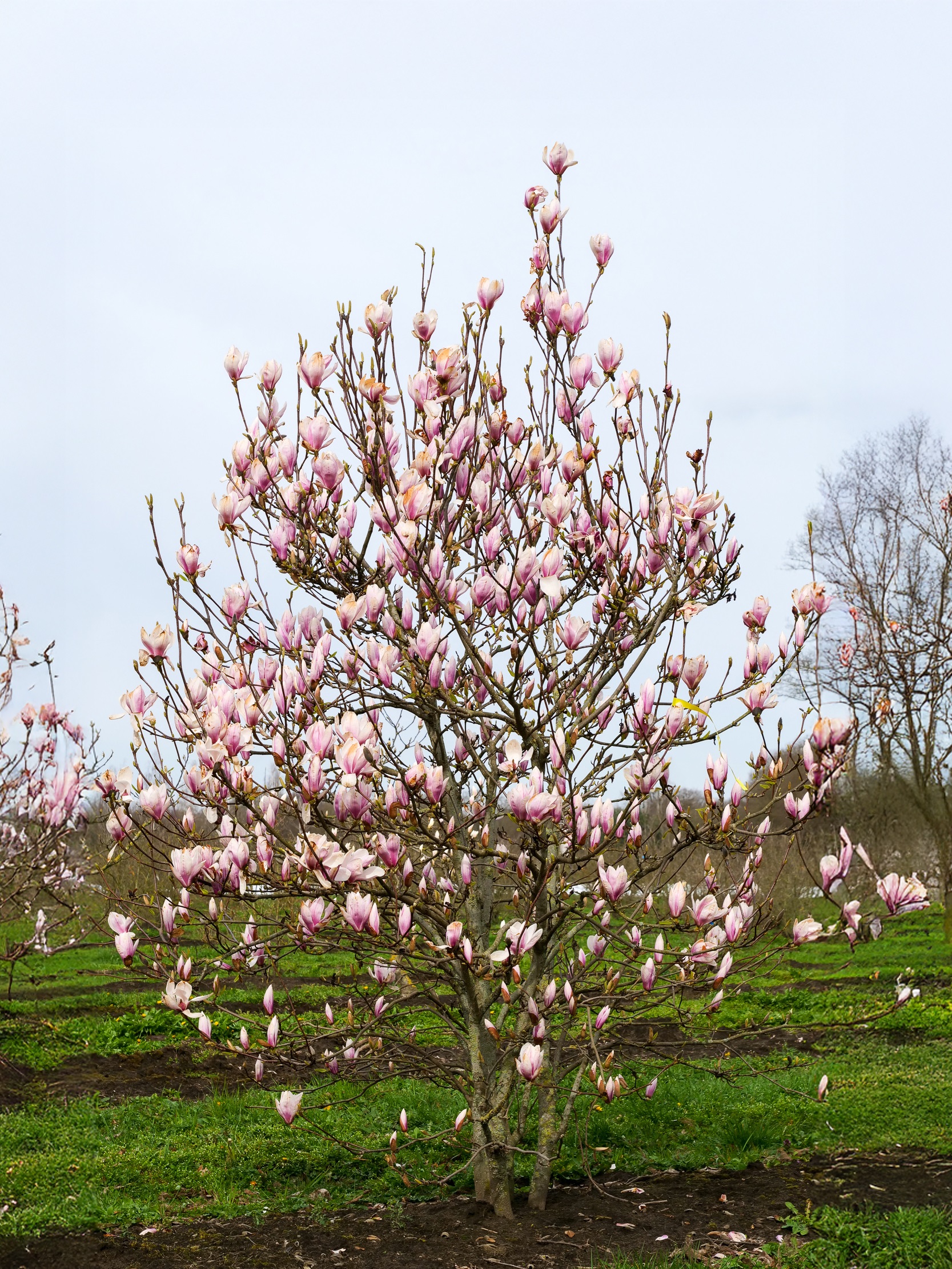 Magnolia soulangeana 1 Magnolia soulangeana 1