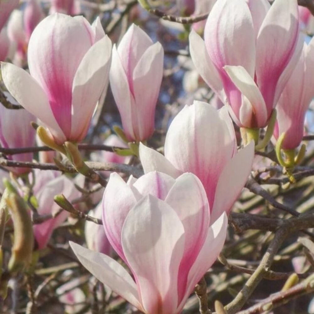 Magnolia soulangeana