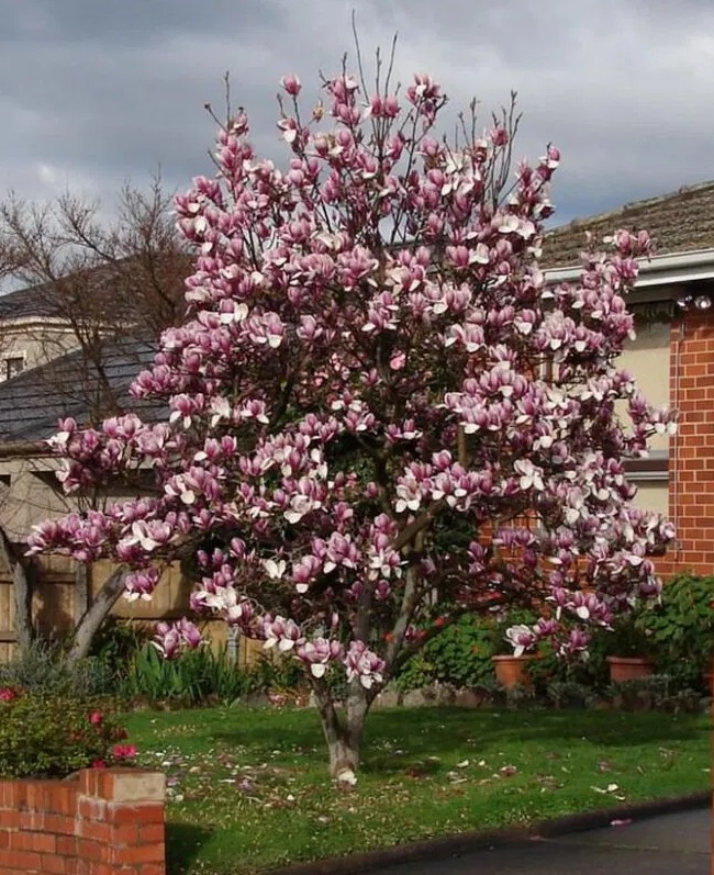 Magnolia soulangeana 'Rustica Rubra' 1 Magnolia soulangeana 'Rustica Rubra' 1