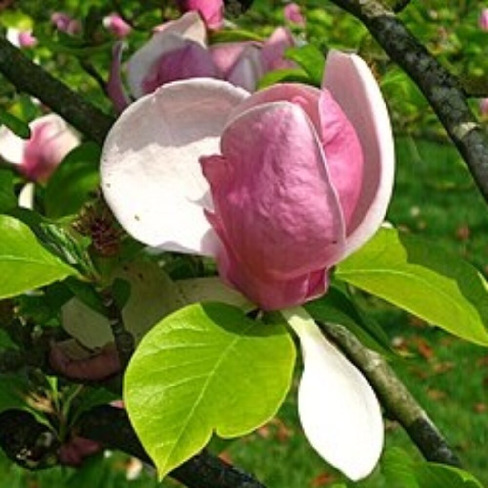 Magnolia soulangeana ‘Rustica Rubra’