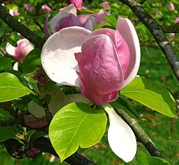 Magnolia soulangeana 'Rustica Rubra' Magnolia soulangeana 'Rustica Rubra'