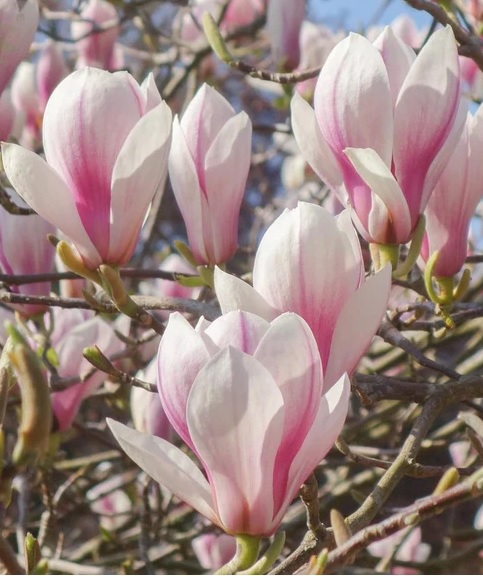 Magnolia soulangeana Magnolia soulangeana