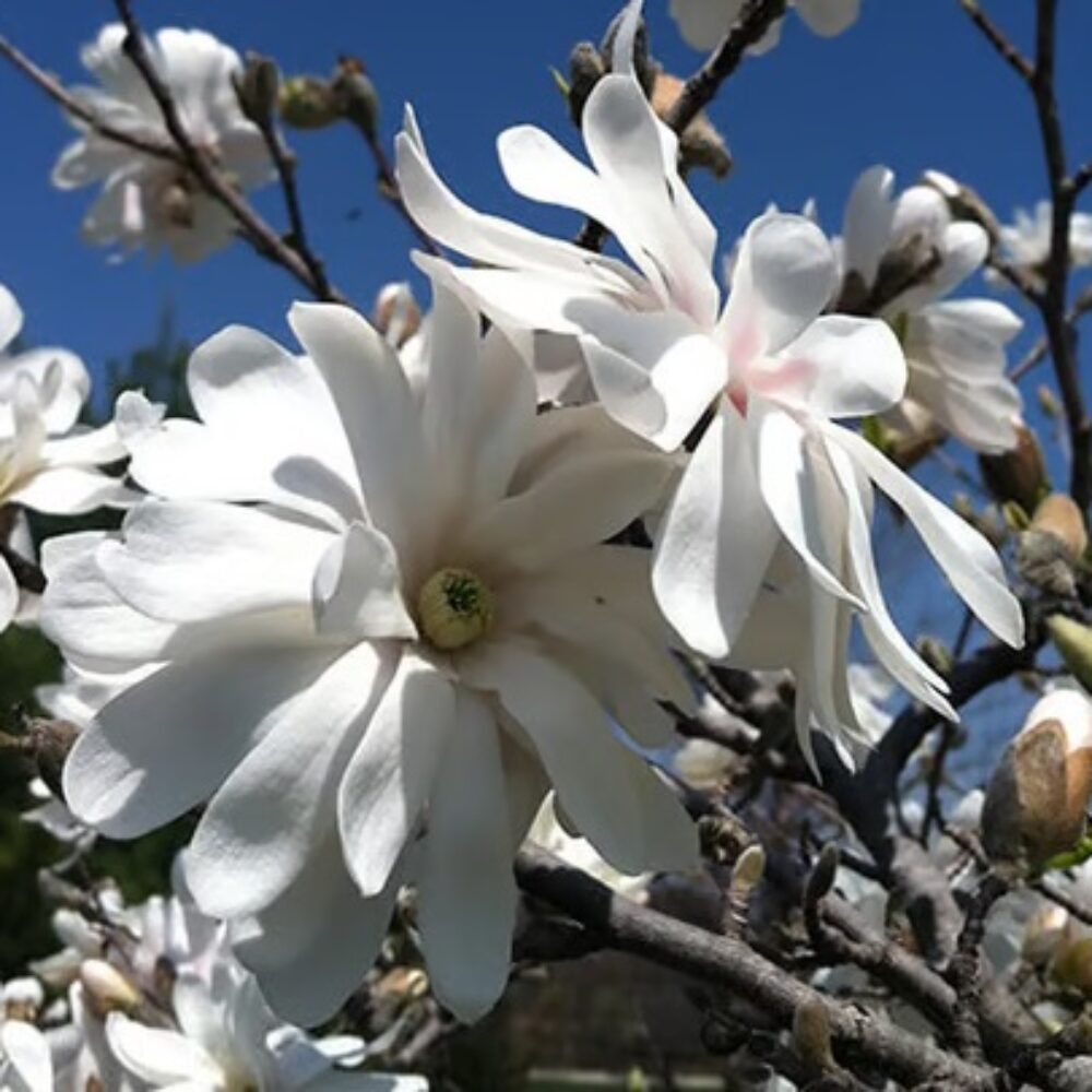 Magnolia stellata