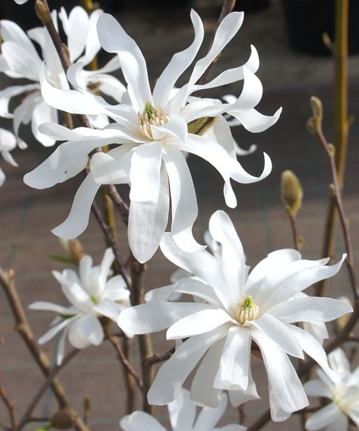 Magnolia stellata 'Royal Star' 0 Magnolia stellata 'Royal Star' 0