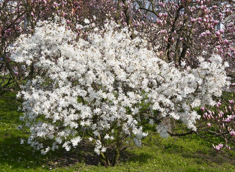 Magnolia stellata 'Royal Star' 1 Magnolia stellata 'Royal Star' 1