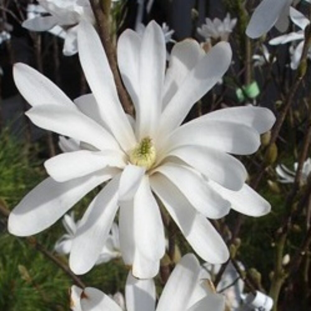 Magnolia stellata ‘Royal Star’