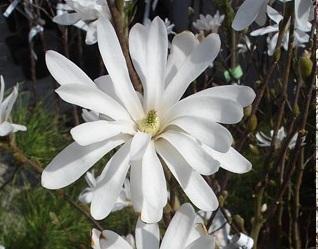 Magnolia stellata 'Royal Star' Magnolia stellata 'Royal Star'