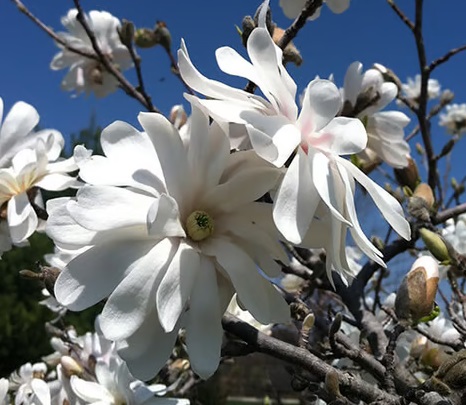 Magnolia stellata Magnolia stellata