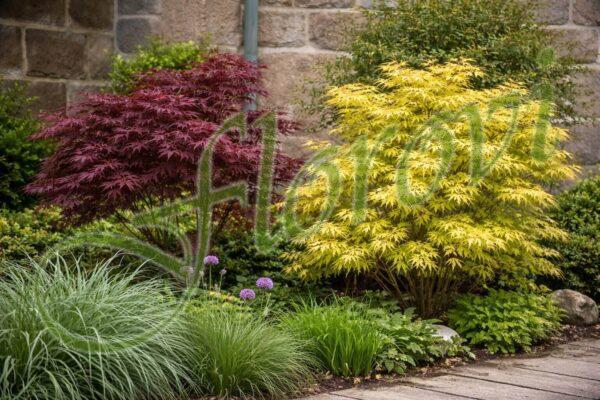 Ацери, Японски клен