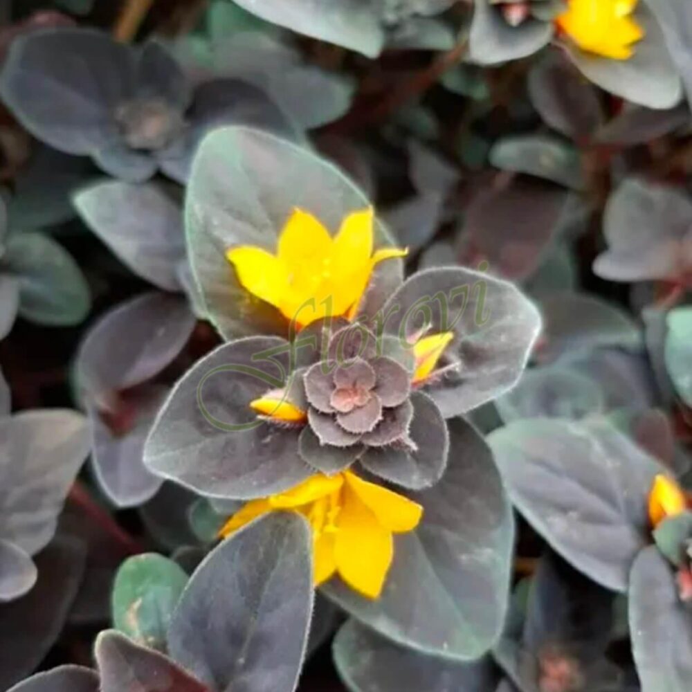 Шоколадова лизимахия, разсадник Флорови