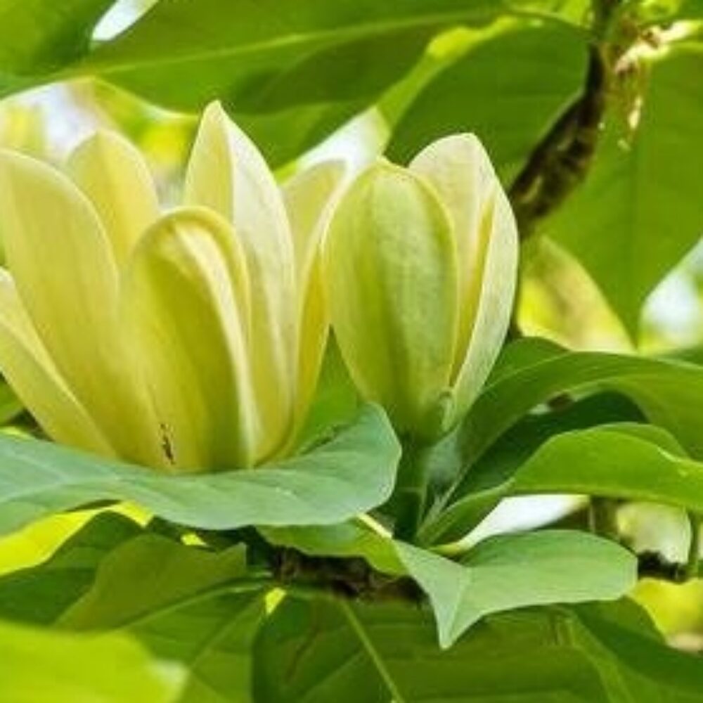 Жълта магнолия Magnolia ‘Yellow Lantern’ 0