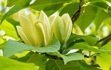 Жълта магнолия Magnolia 'Yellow Lantern' 0 Жълта магнолия Magnolia 'Yellow Lantern' 0