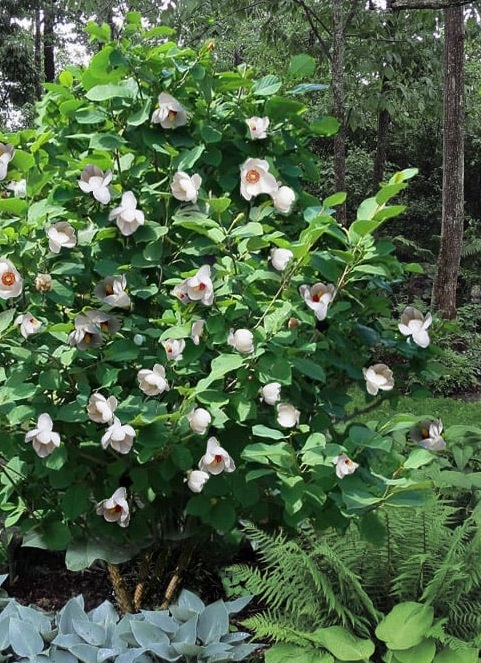Магнолия Сиеболди Magnolia 'Sieboldii' 1 Магнолия Сиеболди Magnolia 'Sieboldii' 1