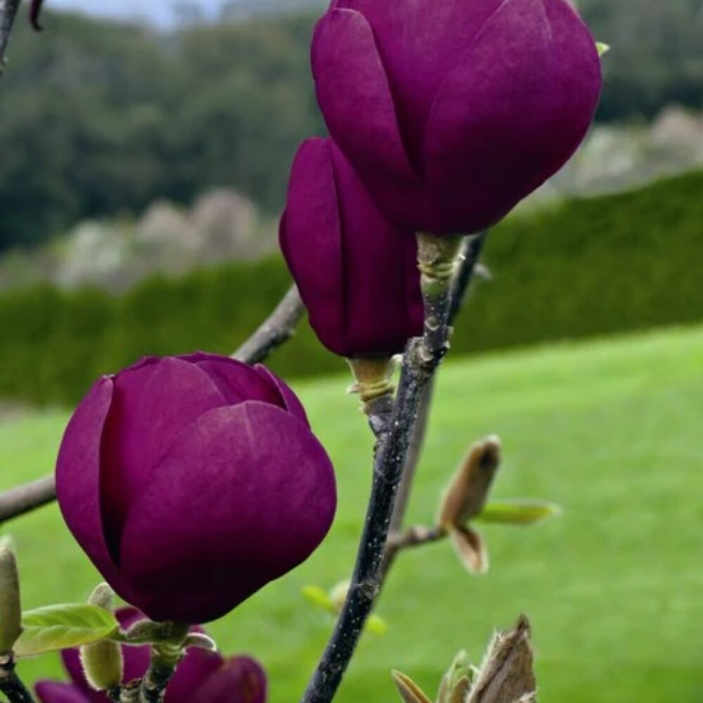 Магнолия черно лале Magnolia ‘Black Tulip’