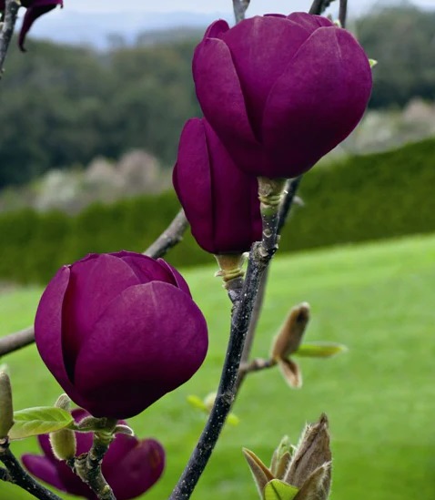 Магнолия-черно-лале-Magnolia-Black-Tulip Магнолия-черно-лале-Magnolia-Black-Tulip