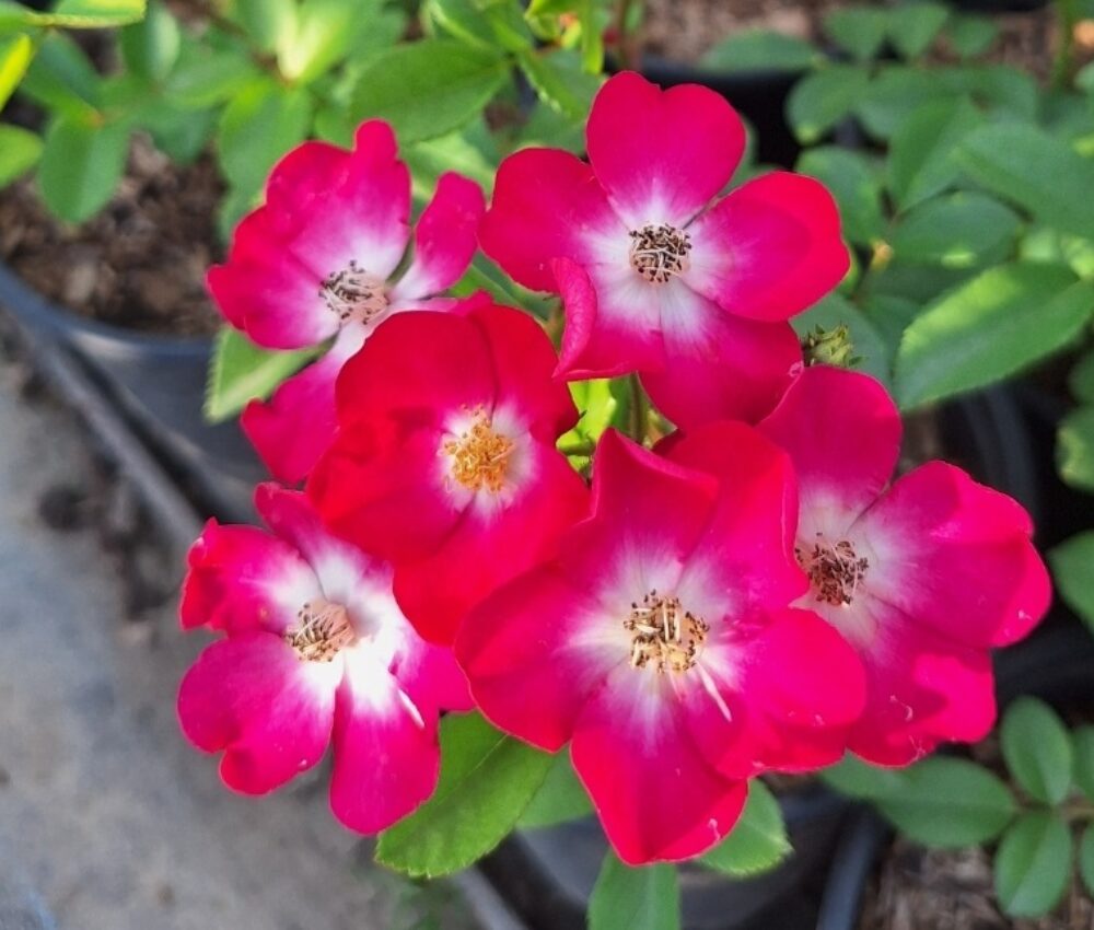 Бордюрна роза 130 – Рози Флорови