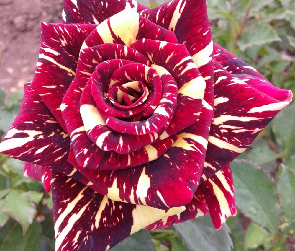 Храстовидна роза, ном. 17 – Рози Флорови