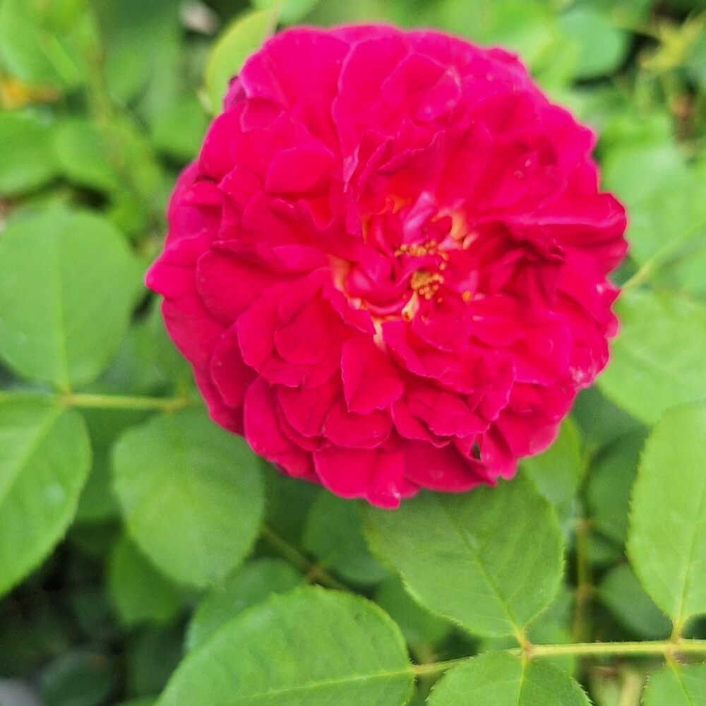 Катереща роза кат. номер 23 – Рози Флорови