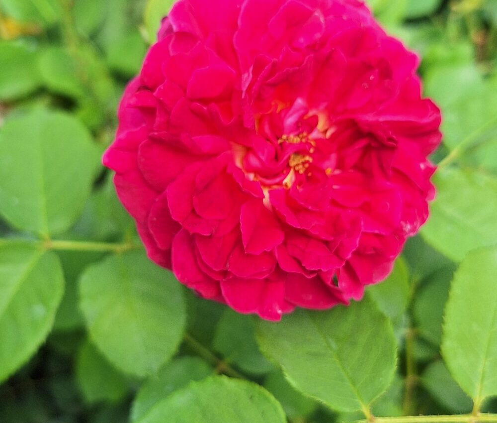 Катереща роза кат. номер 23 – Рози Флорови