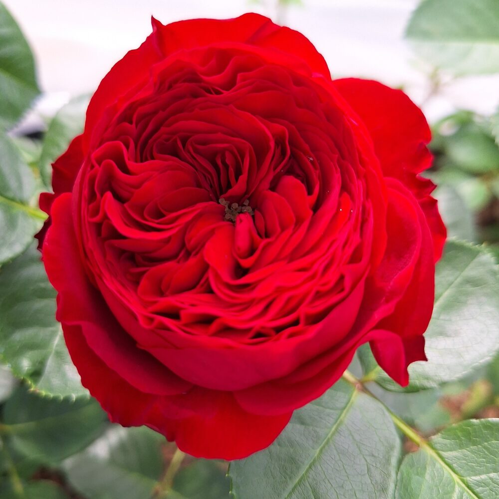 Храстовидна роза, ном. 48 – Рози Флорови