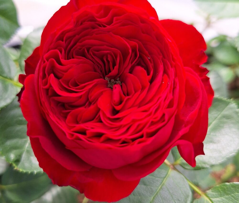 Храстовидна роза, ном. 48 – Рози Флорови