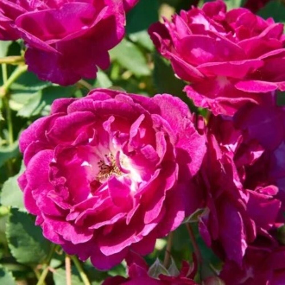 Катереща роза, номер 85