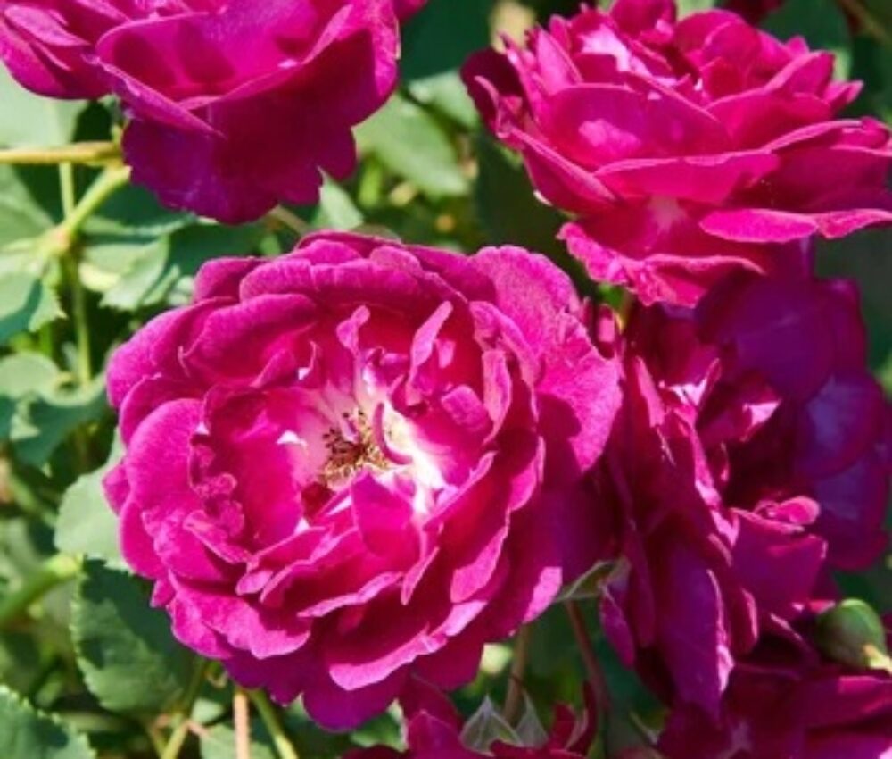 Катереща роза, номер 85