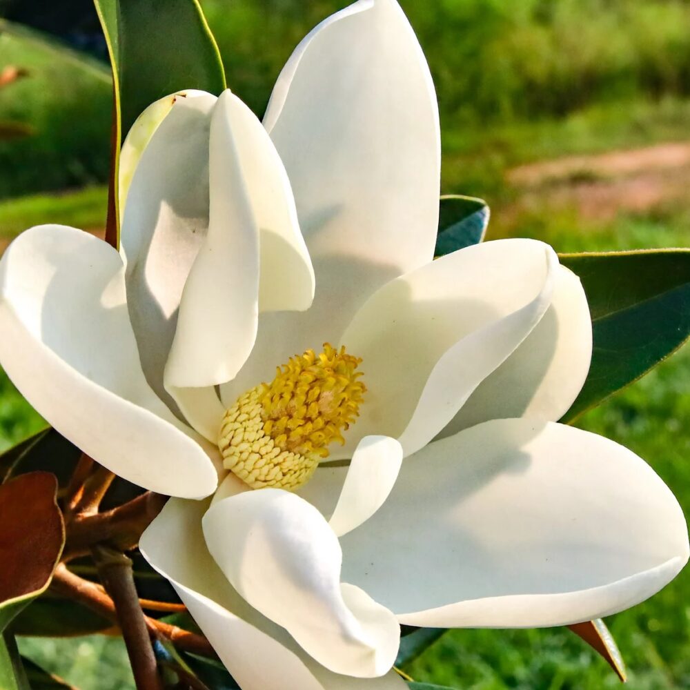 Magnolia grandiflora ‘Alta’