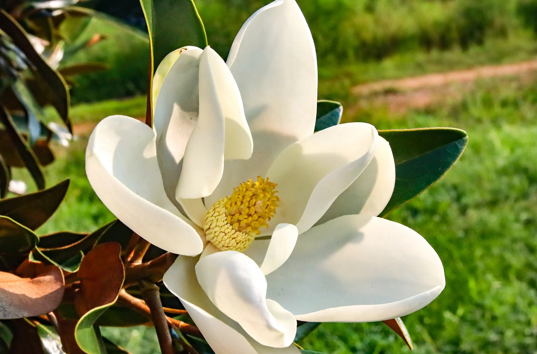 Magnolia grandiflora ‘Alta’