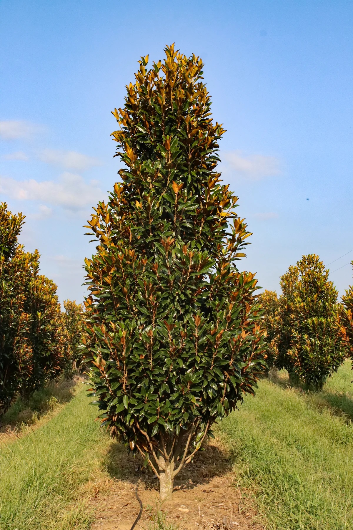 Magnolia grandiflora ‘Alta’