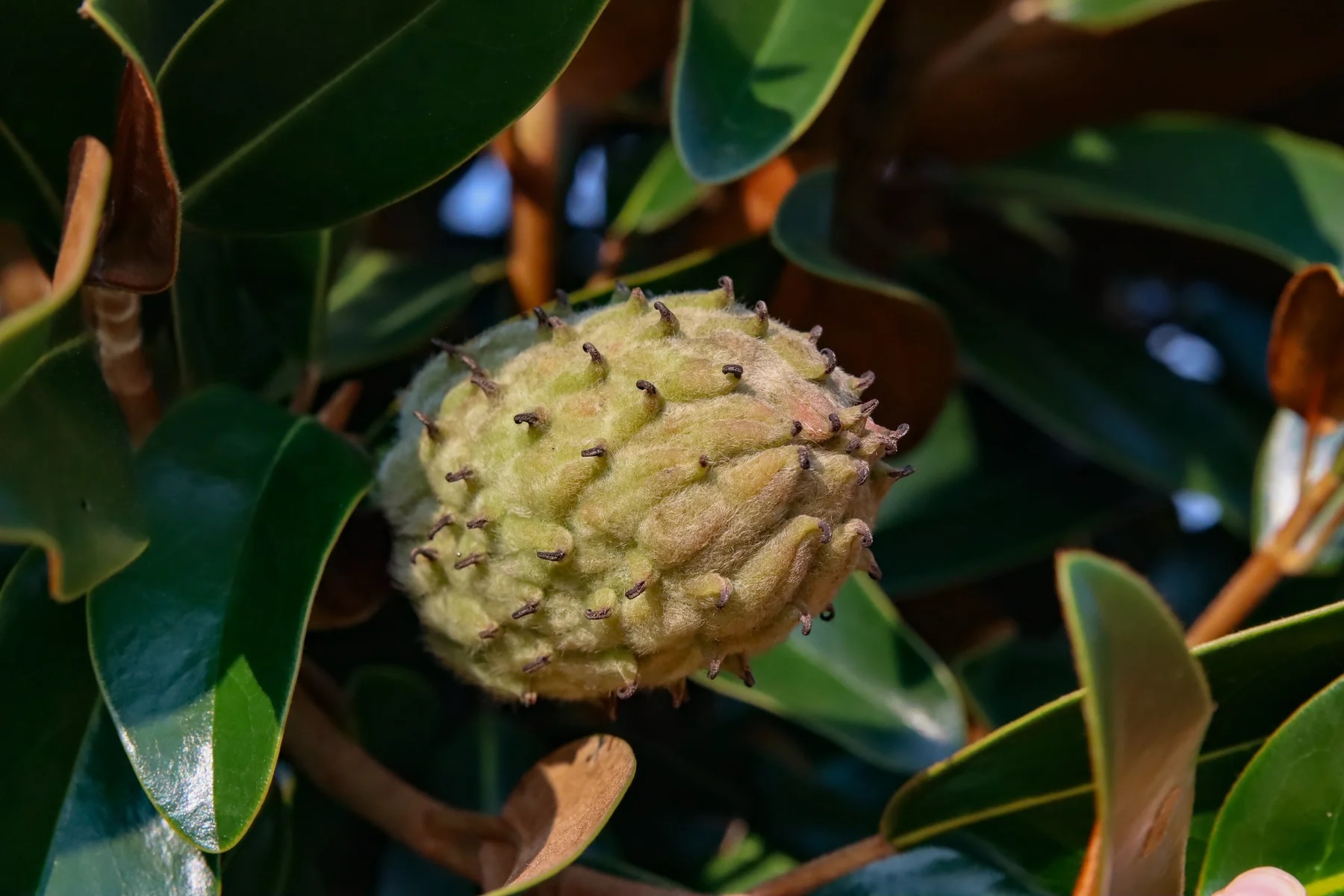 Magnolia grandiflora ‘Alta’