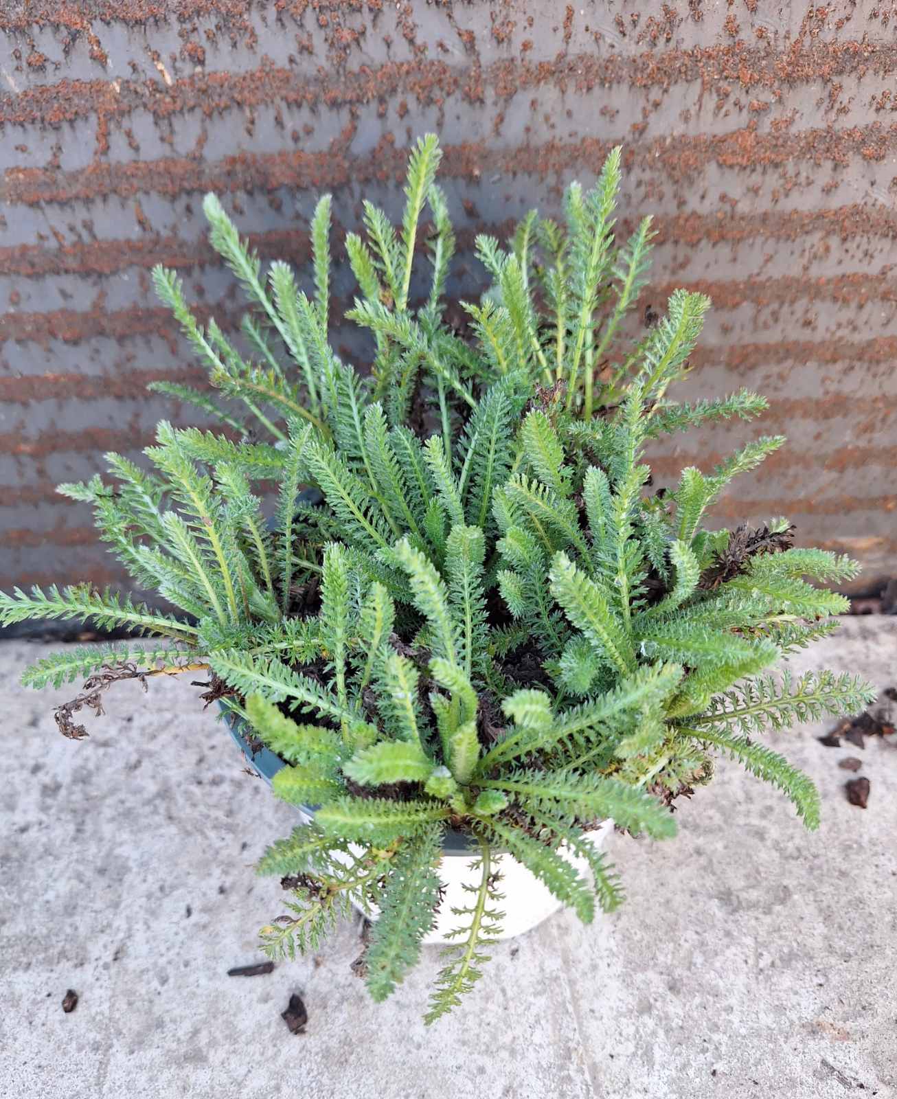 Achillea millefolium Milly Rock MixMasters