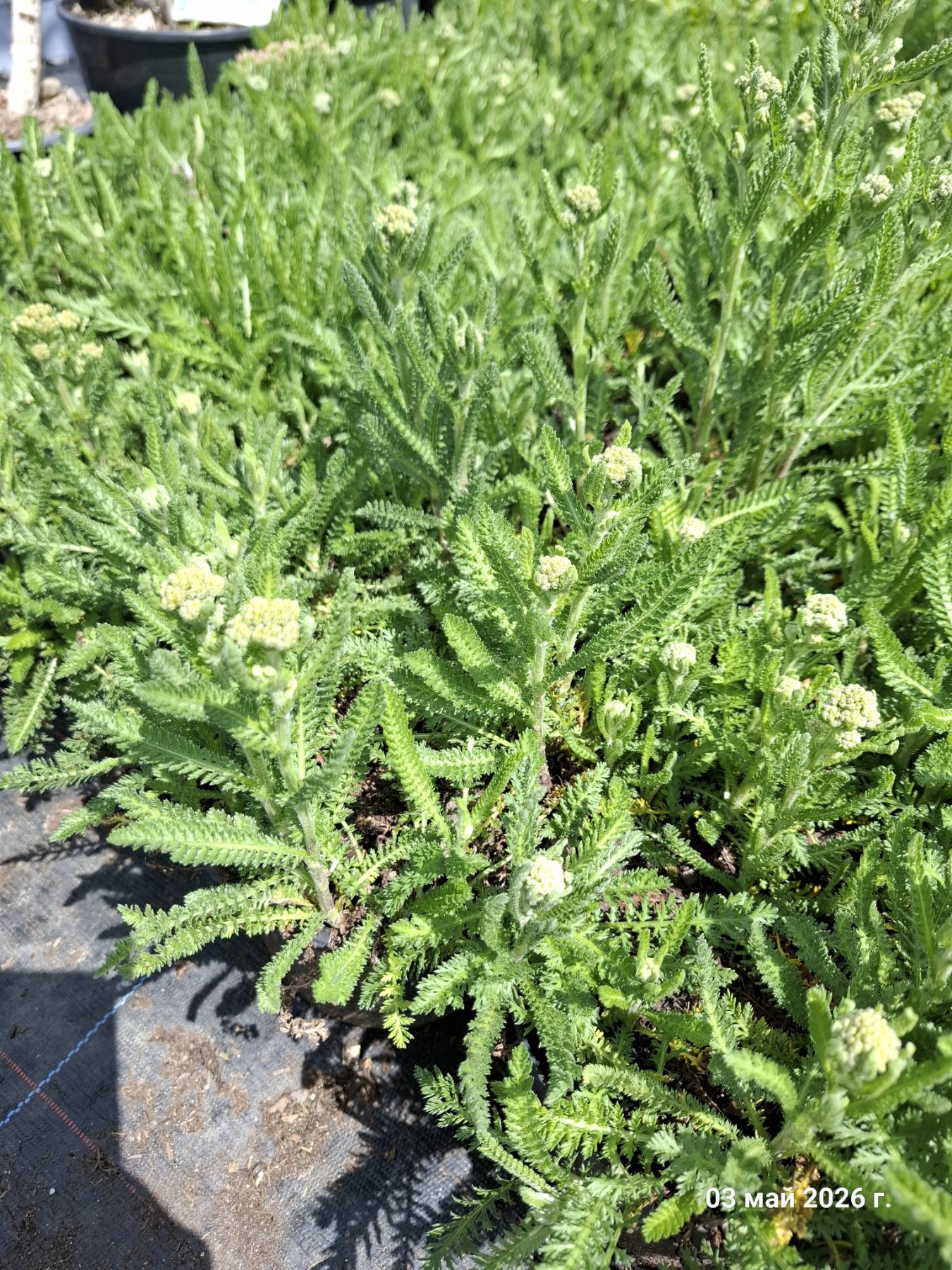 Achillea millefolium Milly Rock MixMasters