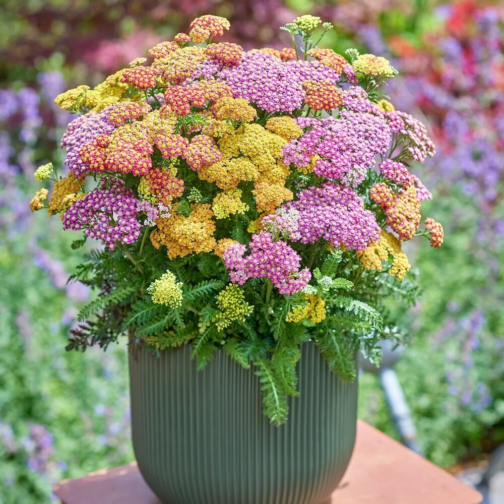 Achillea millefolium Milly Rock MixMasters®